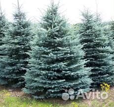 Семена ели голубой из сибири