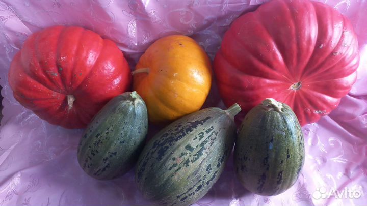 Тыква золотая