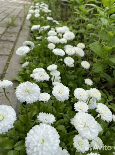 Маргаритки и георгины