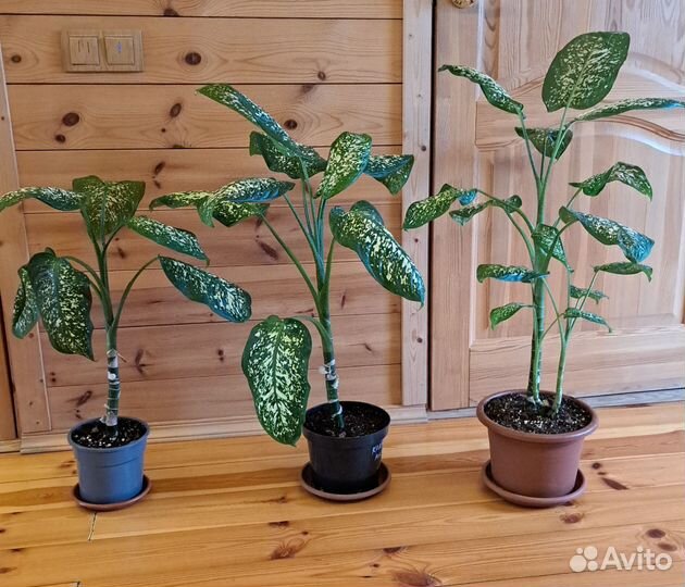 Диффенбахия