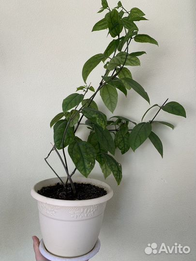 Лимонное дерево