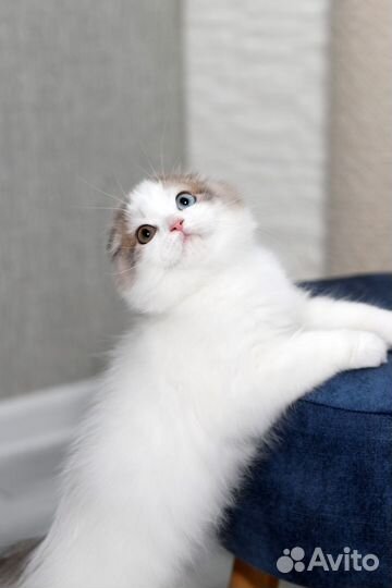 Шотландский вислоухий котенок