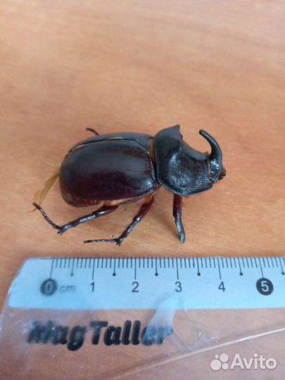 Жук-носорог