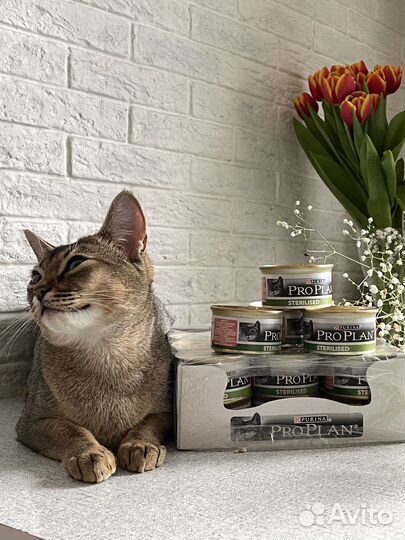 Корм для кошек Pro Plan sterilised (Франция)