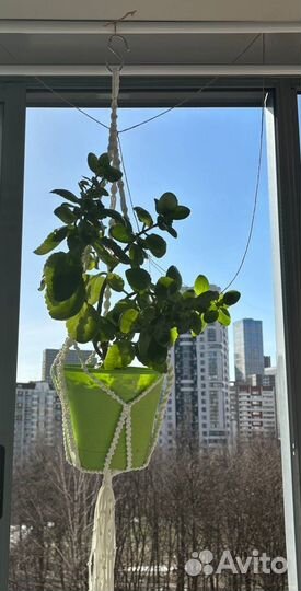 Плету кашпо в технике макраме