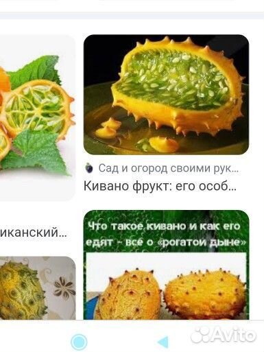 Кивано рассада вкусный и полезный