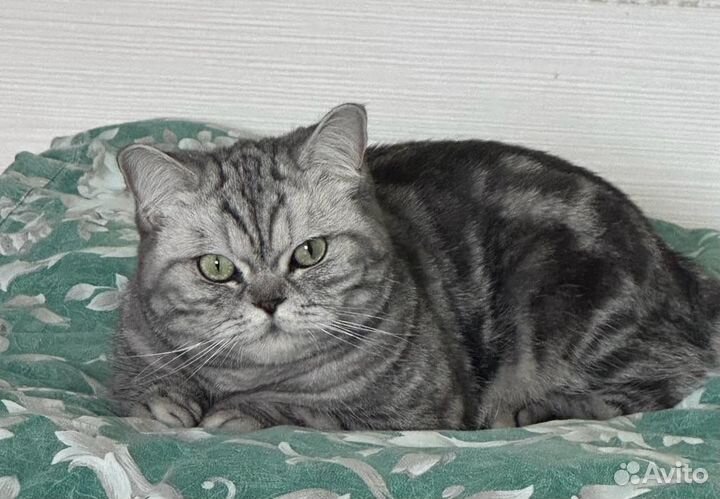 Британская кошка