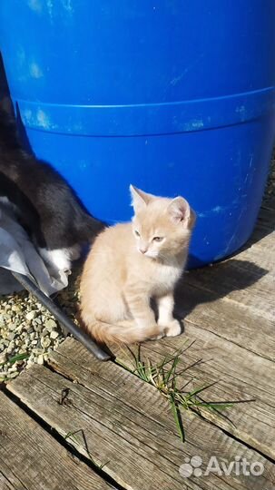 Котята в добрые руки