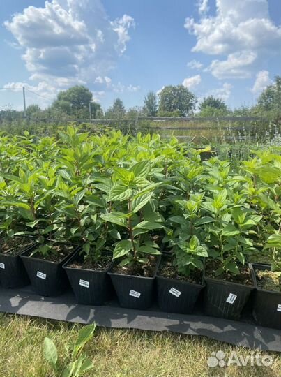 Гортензия метельчатая Даймонд руж