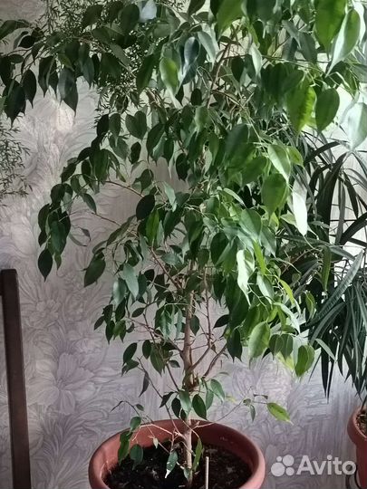 Продам цветы