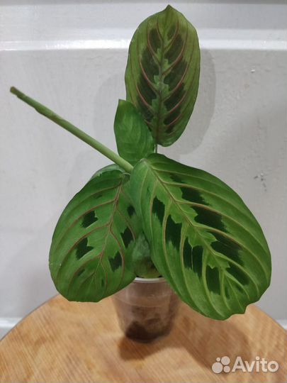 Маранта Фасцинатор