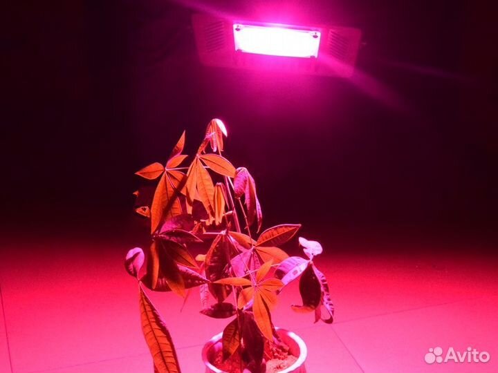 Флора Прожектор LED 50W для Растений Полный Спектр