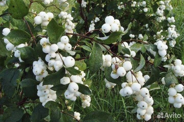 Снежноягодник саженец/ Лаконос