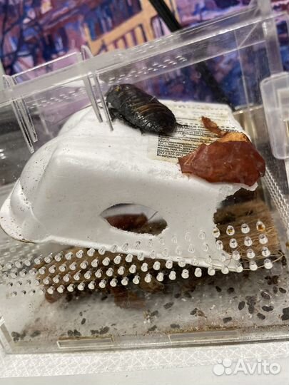 Мадагаскарский таракан