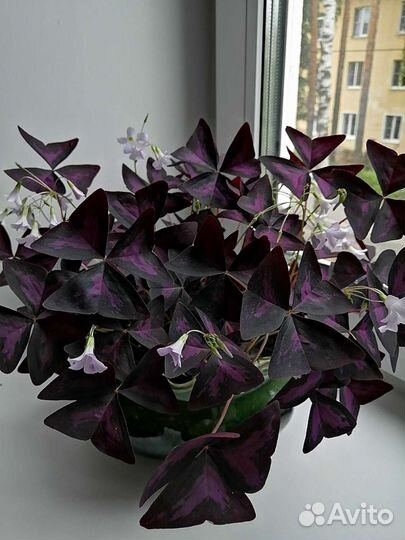 Кислица, бабочки (оксалис). Педилантус