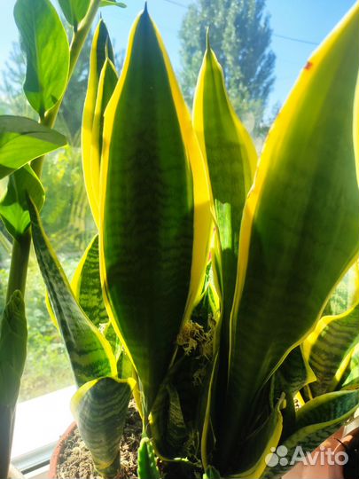 Сансевьера