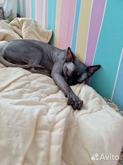 Канадский сфинкс