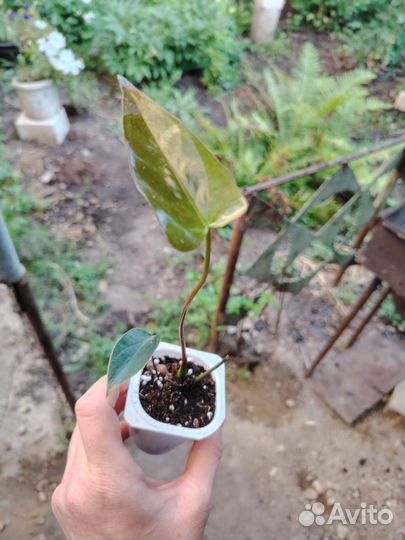 Антуриум шоколад