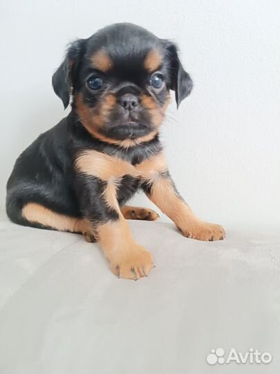 Щенки пти брабансона