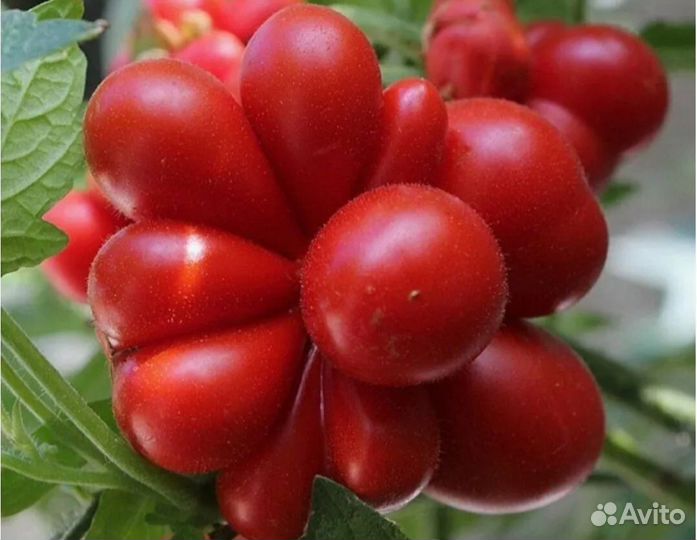 Томат Вояж семена