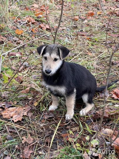 Щенок, девочка. Отдам в добрые руки