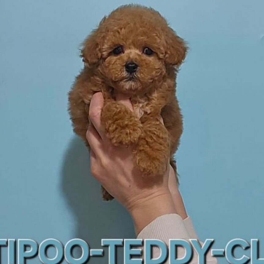 Maltipoo F1 мини мальчик,ред браун