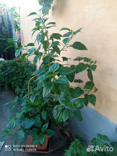 Гибискус большой домашний