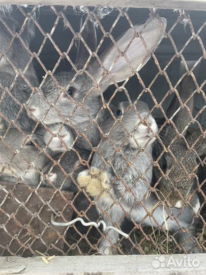 Продам кроликов