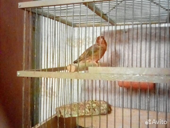 Кенор и два птенца