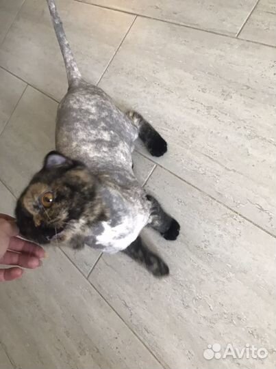 Экзотическая