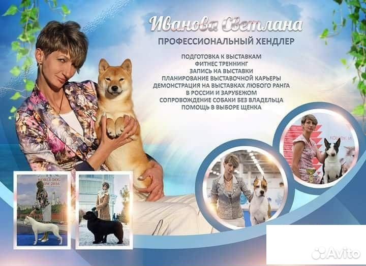 Предлагаю услуги хендлера