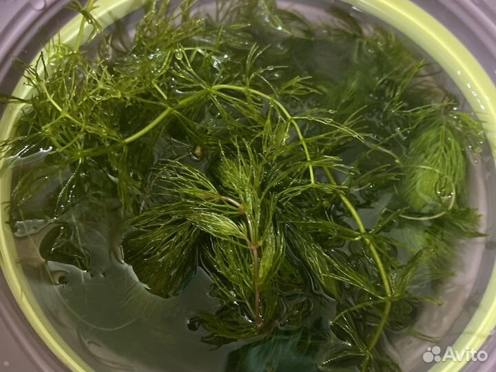 Роголистник в аквариум