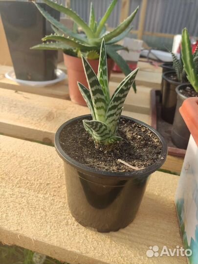 Алоэ пёстрое