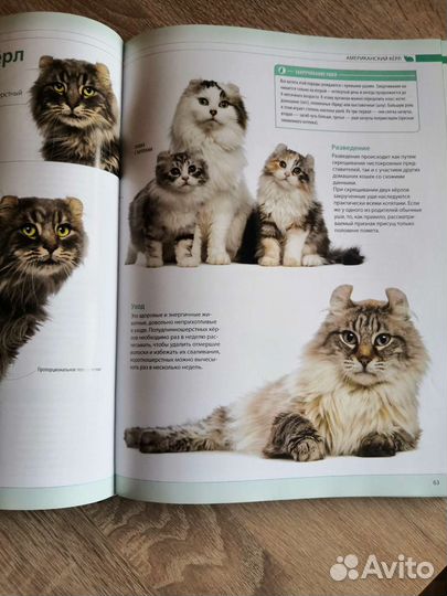 Книга о кошках