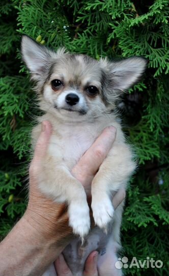 Д-ш мальчик чихуахуа. Видео