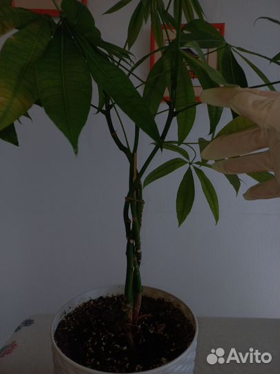 Пахира акватика