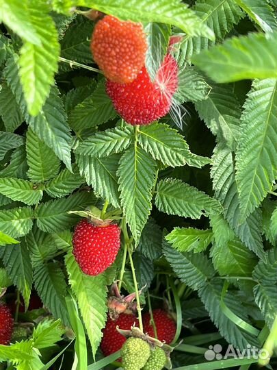 Тибетская малина саженцы