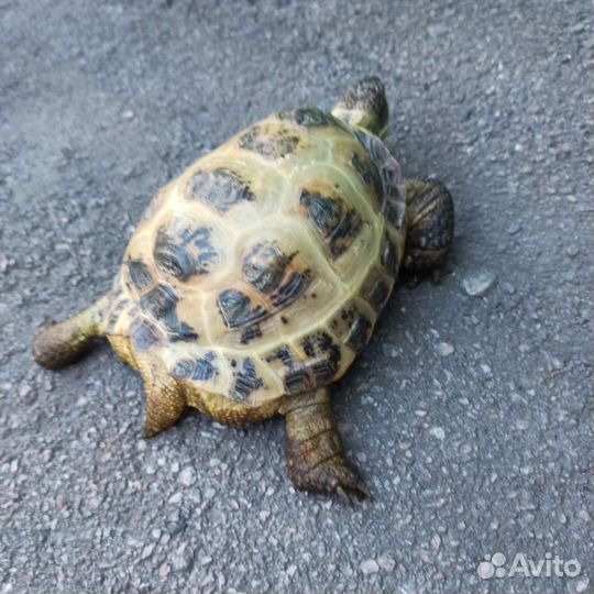 Черепаха сухопутная