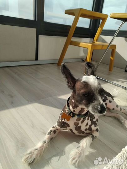 Собака для фотосессии