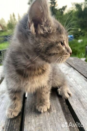 Ккотенок 3 месяца мальчик и девочка