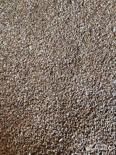 Зерно пшеница