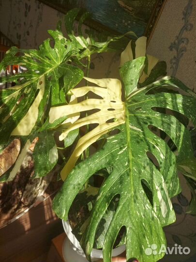 Монстера (крем брюле)