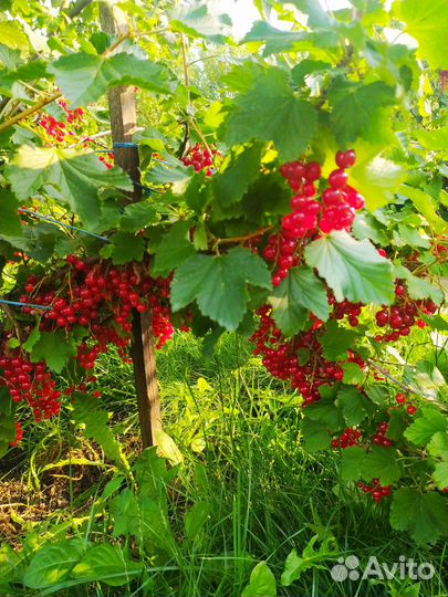 Продам саженцы ежемалины колерованной