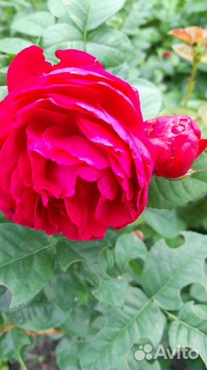 Кустовые розы саженцы