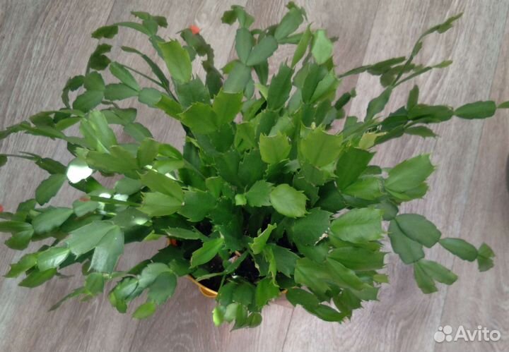 Декабрист, 4 цвета