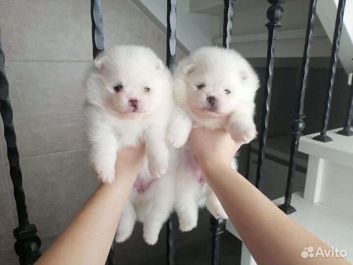 Девочка и мальчик