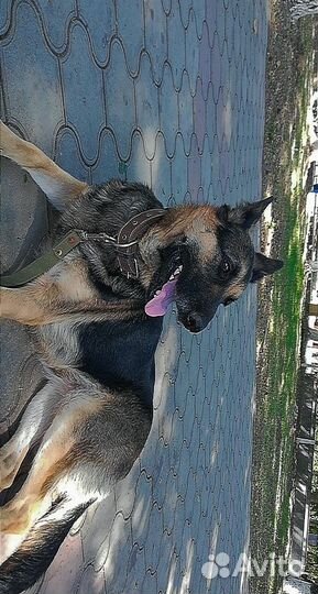 Щенки немецкой овчарки