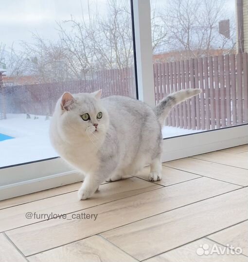 Питомник шиншилловых кошек