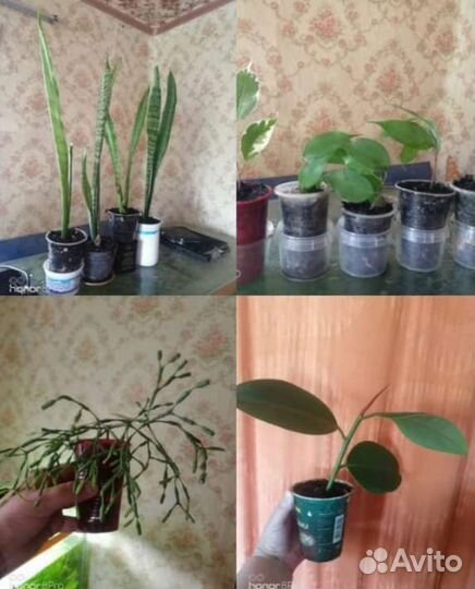 Фикусы, сансевиерия (ханни и трехполосая), хатиора