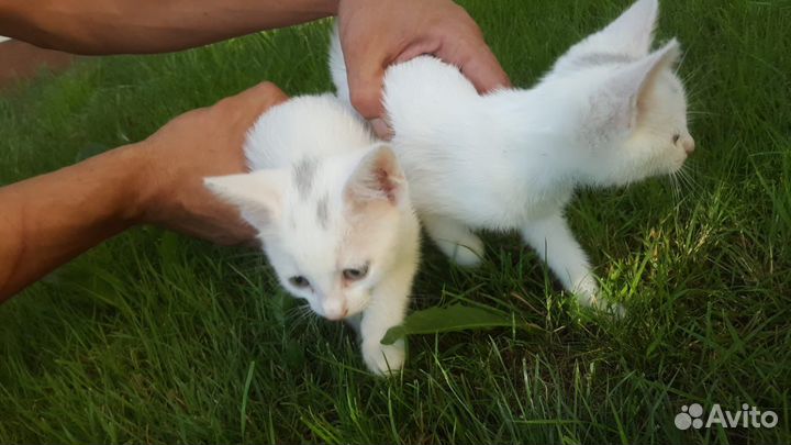 Белые котята